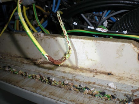 Animales que afectan el cableado